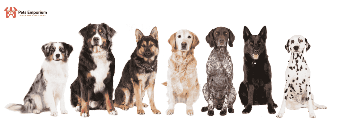 How Does High-Quality Dog Food Support Digestion and Immunity Better? - Pets Emporium