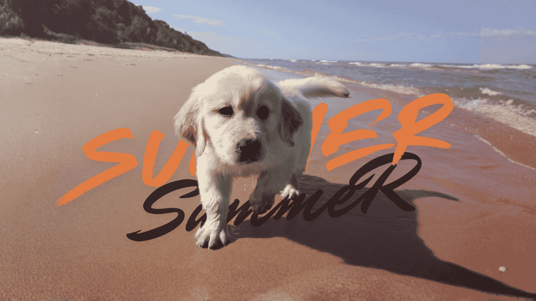 How to Keep Your Pets Active and Safe During Hot Summer Days - Pets Emporium