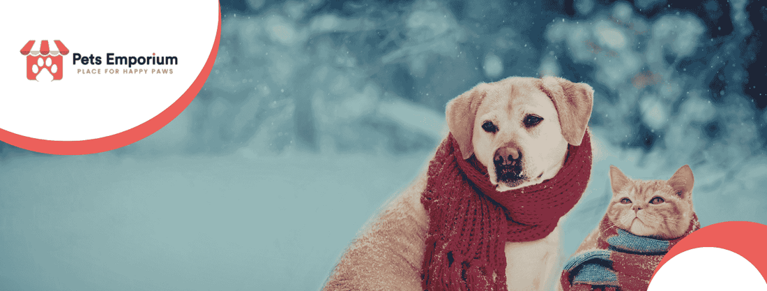 How to Prevent Hypothermia and Frostbite in Pets During Winter - Pets Emporium