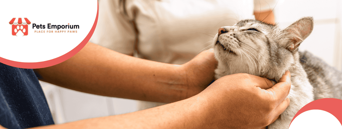 How to Protect Your Cat and Home: Pet-Proofing Tips - Pets Emporium