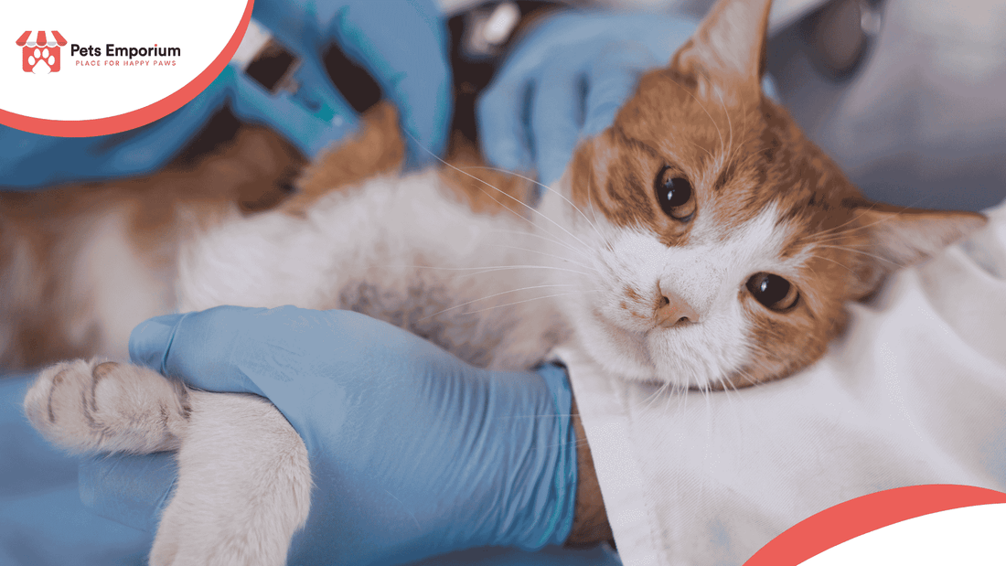 How to Protect Your Cat from Heatstroke & Summer Illnesses - Pets Emporium