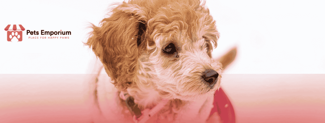 How to Protect Your Pet’s Paws from Snow, Ice, and Cold Surfaces - Pets Emporium