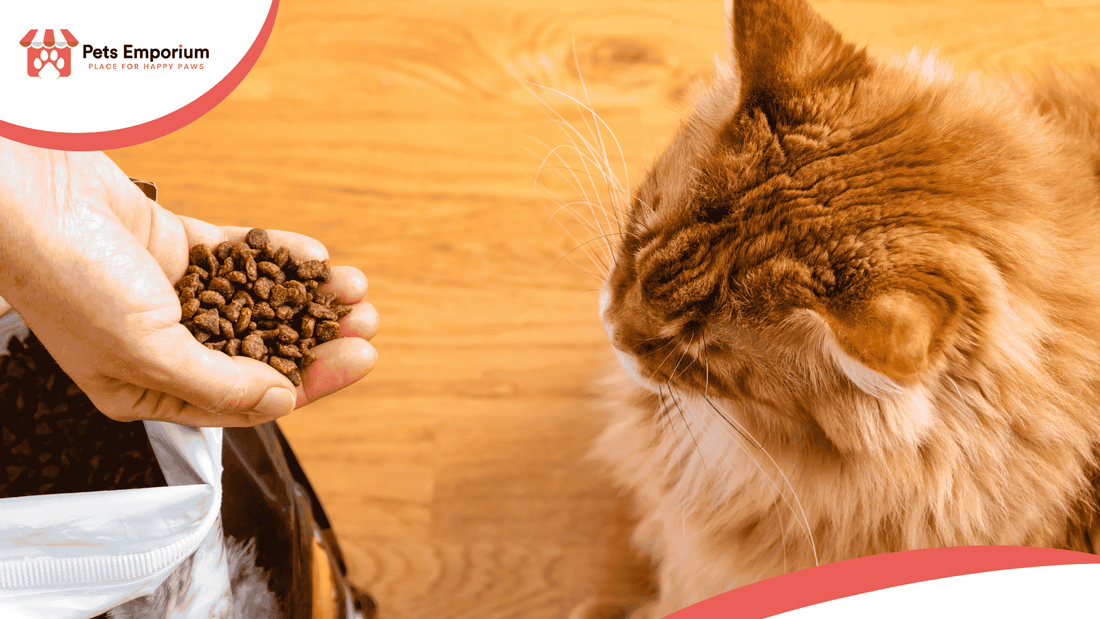 How to Transition Your Cat to a New Food? - Pets Emporium