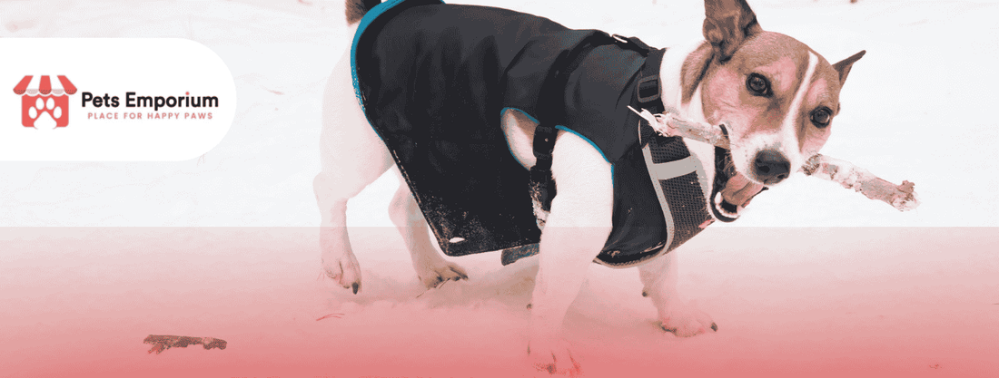 Indoor Activities to Keep Pets Active When It’s Too Cold Outside - Pets Emporium