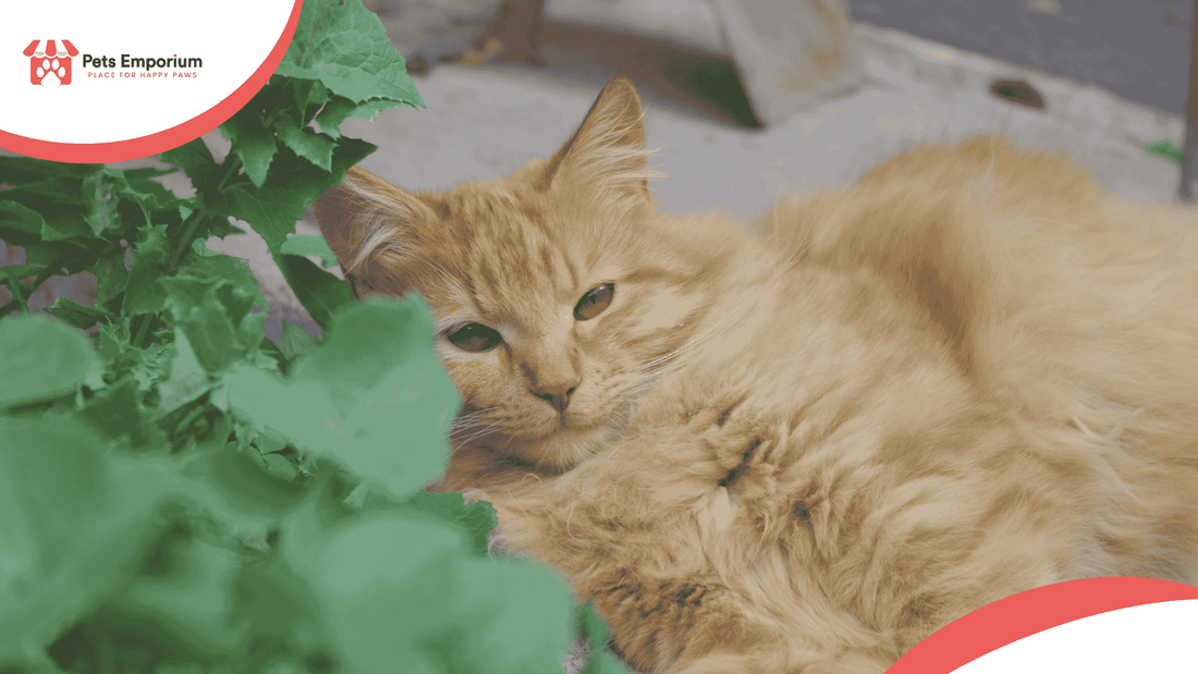Is Your Pet Lethargic in Summer? Causes and Care Tips - Pets Emporium