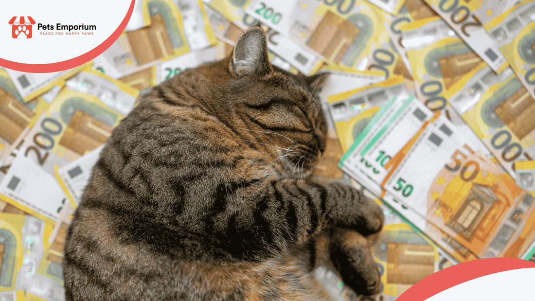 Monthly Cost of Keeping a Cat or Dog in Pakistan (2026 Breakdown) - Pets Emporium