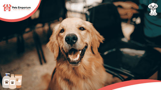 Must-Have Products for First-Time Dog Owners - Pets Emporium
