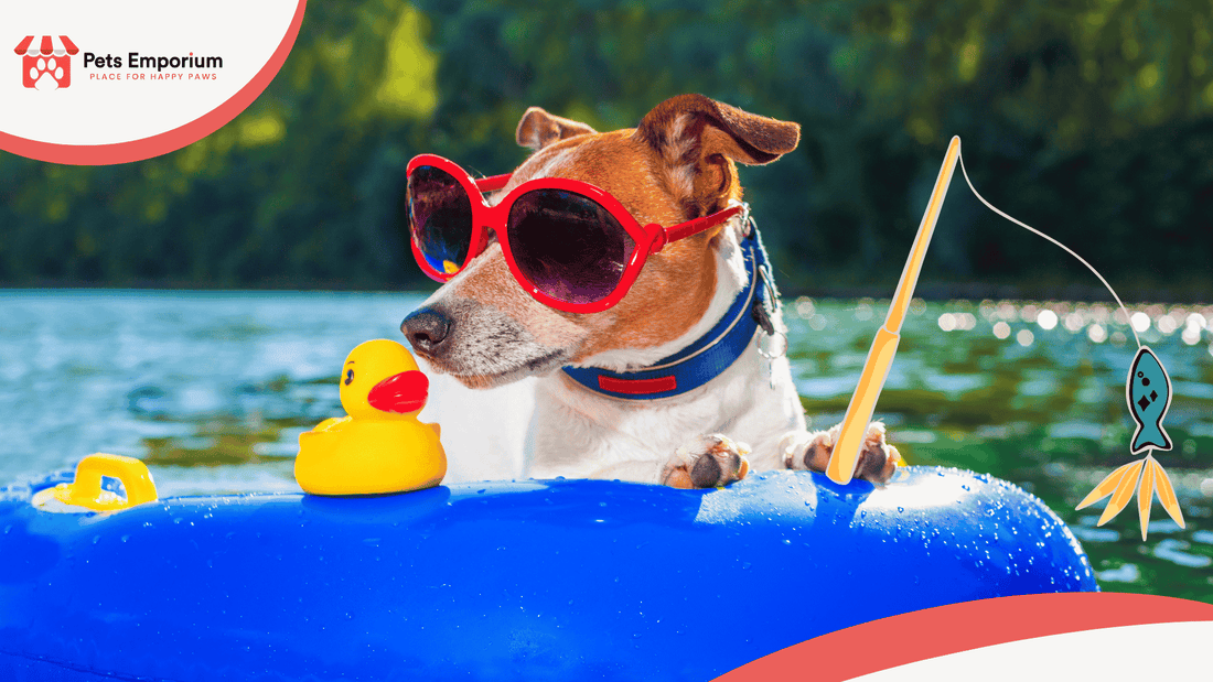 Must-Have Summer Accessories for Pets in Pakistan: Cooling Mats, Bowls & Toys - Pets Emporium
