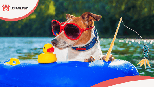 Must-Have Summer Accessories for Pets in Pakistan: Cooling Mats, Bowls & Toys - Pets Emporium