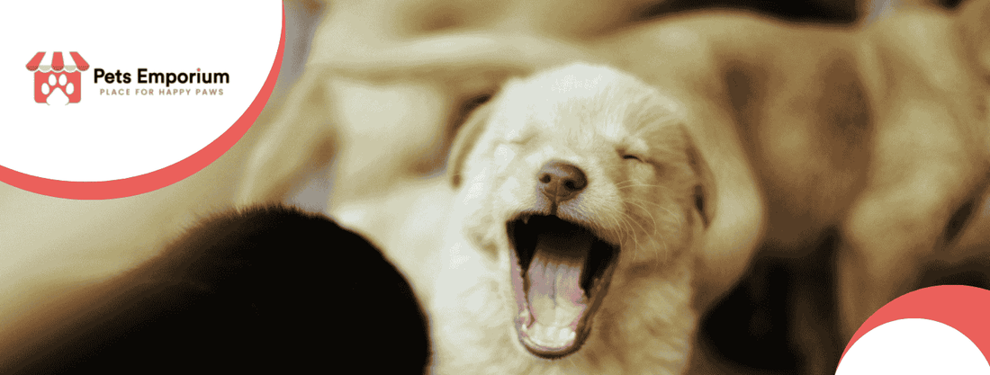 Pet-Proofing Your Home for Puppies and Adult Dogs - Pets Emporium