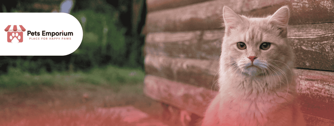 Signs Your Cat Needs Better Quality Food and How to Improve Their Diet - Pets Emporium