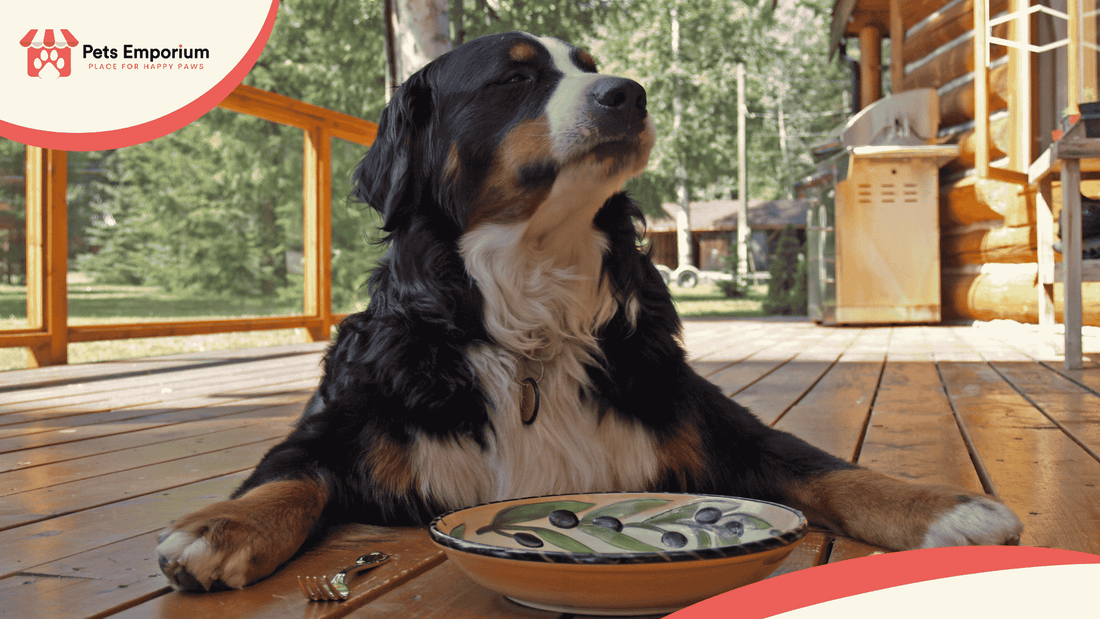 Signs Your Dog Needs a Better Diet - Pets Emporium