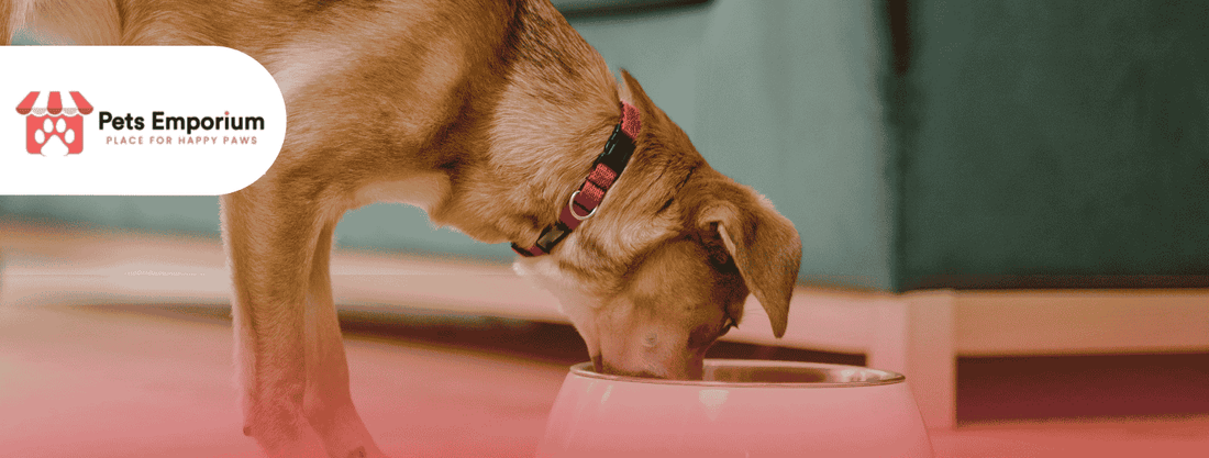 Signs Your Dog Needs Better Quality Food and How to Improve Its Diet - Pets Emporium
