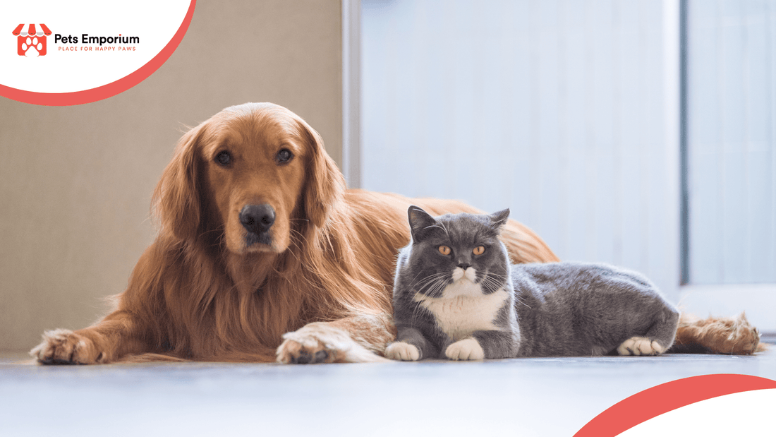 Summer Grooming Tips for Pets Every Owner Should Know - Pets Emporium