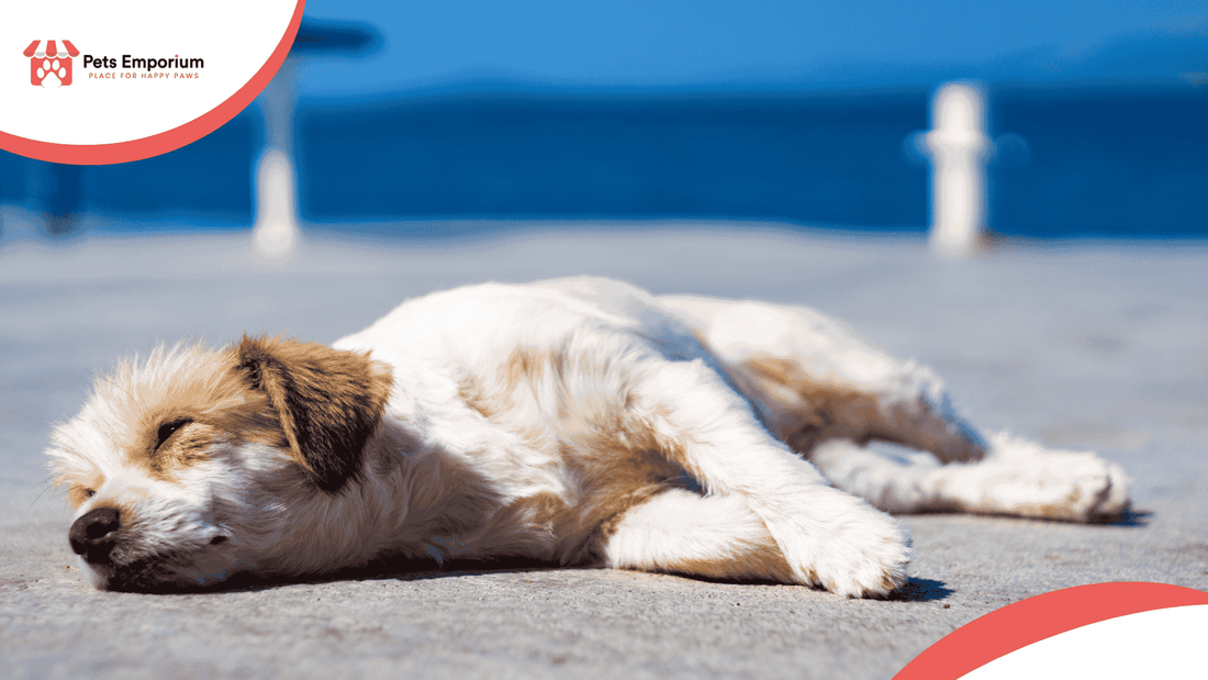 Summer Hazards for Pets: From Upset Stomachs to Heat Exhaustion - Pets Emporium
