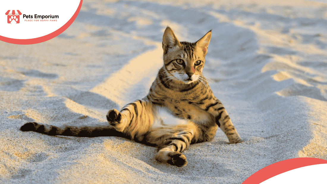 Summer Nutrition Guide for Your Cat: Keep Your Feline Healthy - Pets Emporium