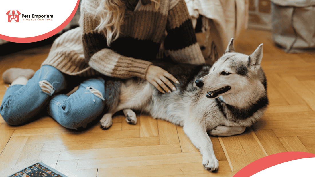 Summer Pet Care: Preventing Skin Allergies, Rashes, and Hot Spots - Pets Emporium