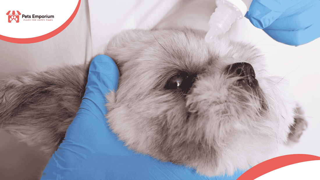 Summer Safety for Pets: Avoiding Sunburn and Eye Irritation - Pets Emporium