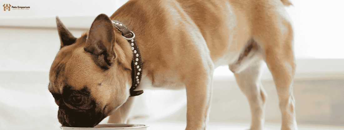 Top 7 Benefits of High-Quality Dog Food for Long-Term Canine Health - Pets Emporium