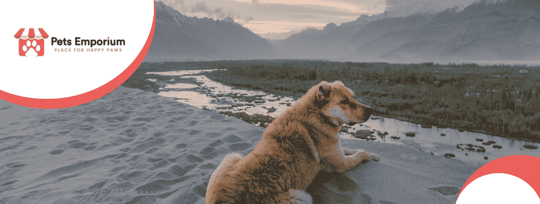 Top Nutritional Supplements for Dogs in Pakistan - Pets Emporium