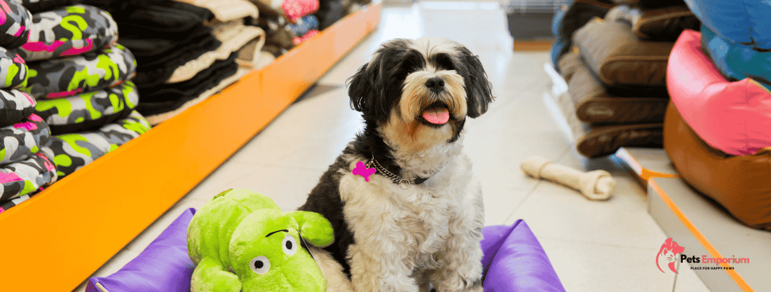 Top Pet Products You Can Buy Online in Pakistan from Petsemporium - Pets Emporium