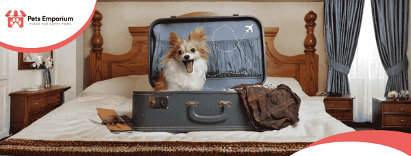 Traveling with Pets in Summer: Safety and Comfort Guidelines