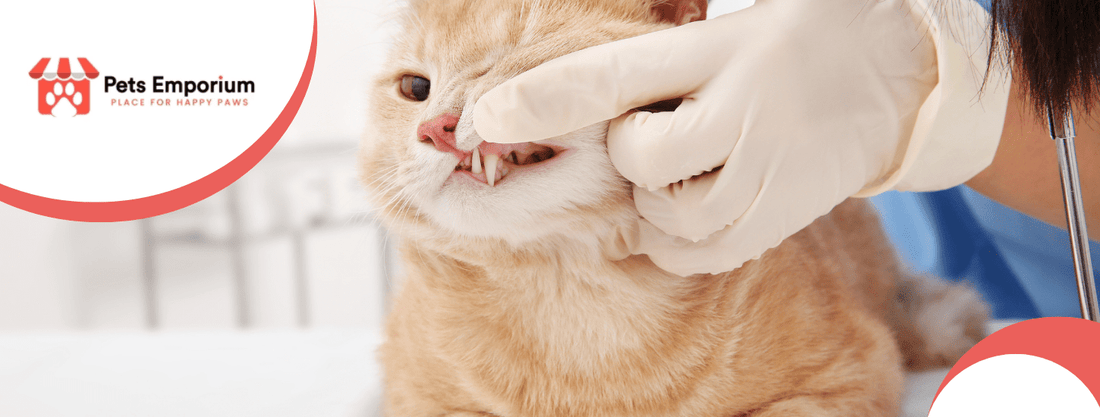 Why Dental Care Is Important for Strong Cat Teeth - Pets Emporium