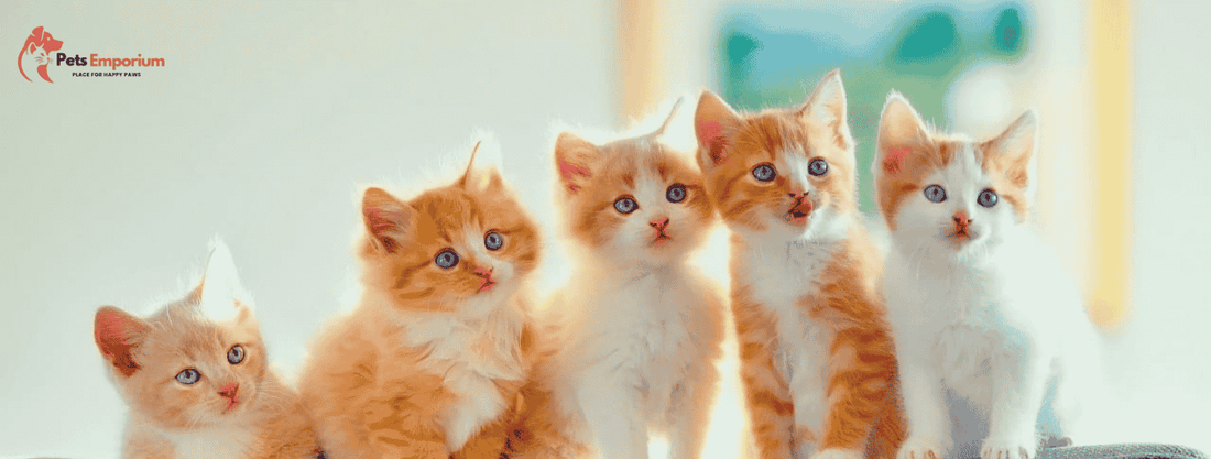 Why Protein-Rich Cat Food Is Vital for Active Cats in Pakistan? - Pets Emporium