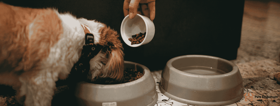 Why Protein-Rich Dog Food Is Vital for Active Dogs in Pakistan? - Pets Emporium