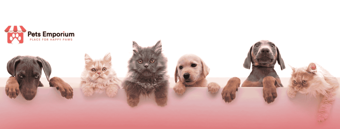 Winter Feeding Tips: What Your Pet Should Eat in Cold Months - Pets Emporium