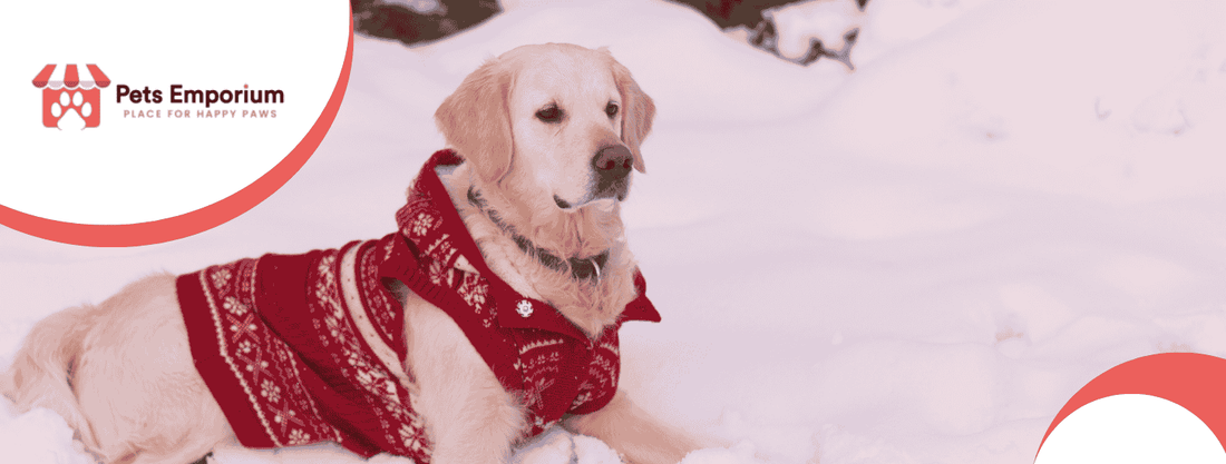 Winter Grooming Tips for Pets: Keep Their Coat Healthy in Cold Weather - Pets Emporium