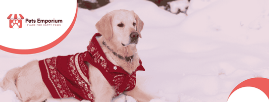 Winter Grooming Tips for Pets: Keep Their Coat Healthy in Cold Weather - Pets Emporium
