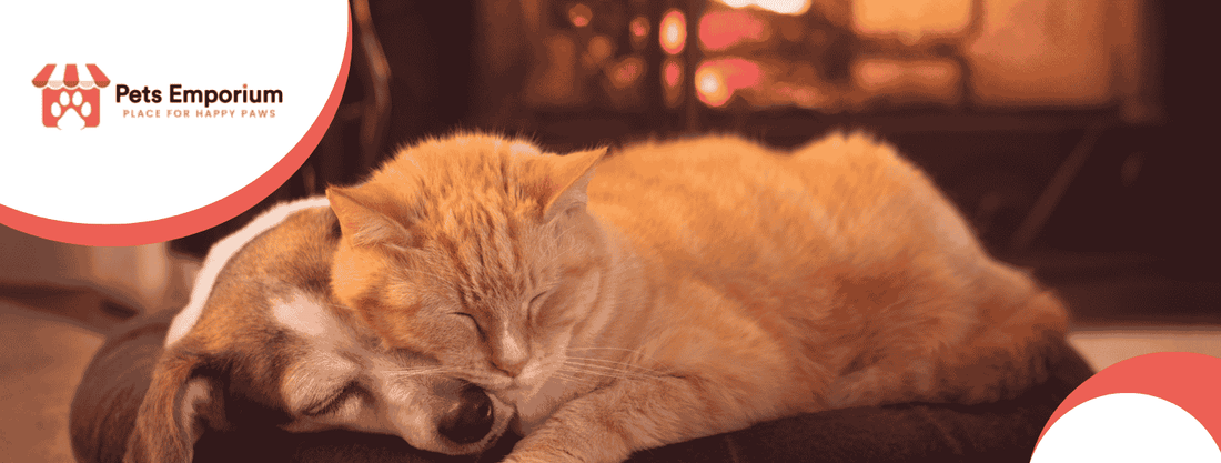 Winter Pet Care: Indoor Exercise Ideas for Dogs and Cats During Winter - Pets Emporium