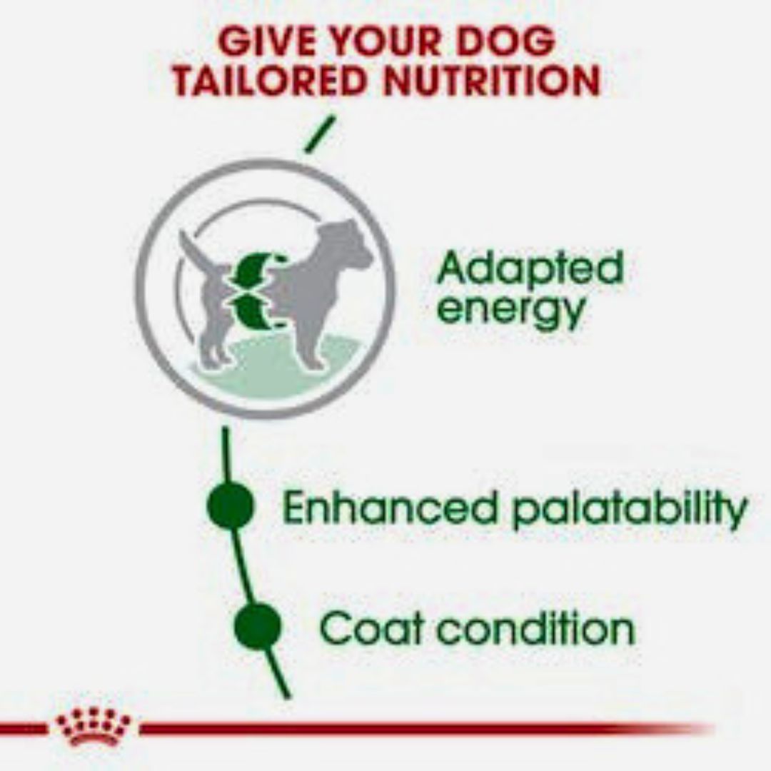 Royal Canin Mini Adult Dog Food Nutritional Diet Pets Emporium