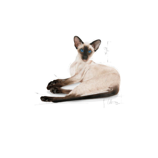 Royal Canin Siamese Dry Cat Food Product and Siamese Cat Waiting for Food By Pets Emporium